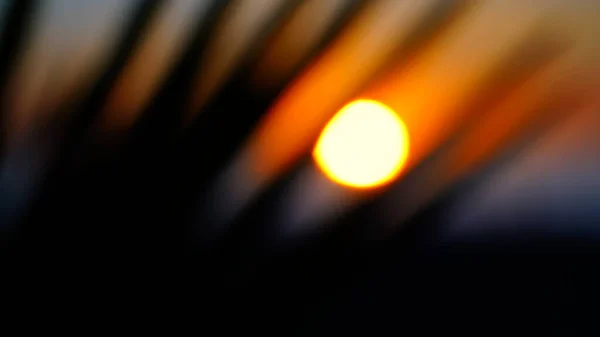 Slunce Palmami — Stock fotografie