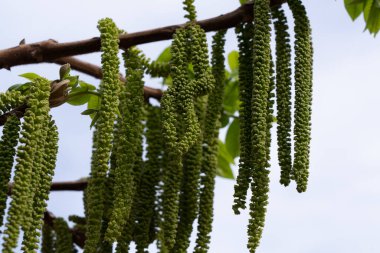 Bahar Adjara 'nın Batumi şehrinde. Georgia