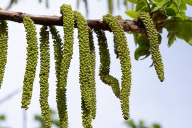 Bahar Adjara 'nın Batumi şehrinde. Georgia