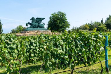 Çiftlikteki üzüm bağları.