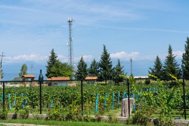 Çiftlikteki üzüm bağları.