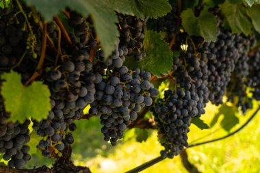 Sarmaşıkta üzüm demetleri