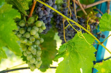 Sarmaşıkta üzüm demetleri