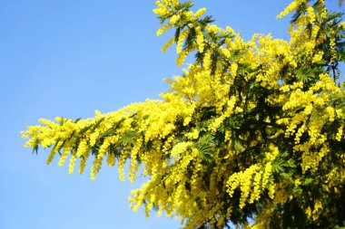 Memoza tree on blue sky background