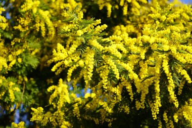 Memoza tree on blue sky background