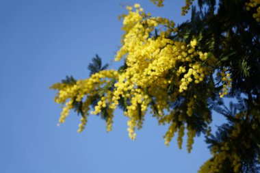 Memoza yellow branch on blue sky background