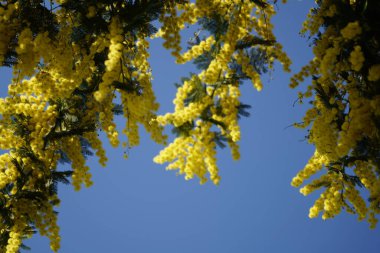 Memoza yellow branch on blue sky background