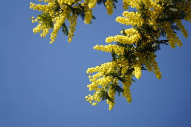 Memoza yellow branch on blue sky background