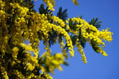 Memoza yellow branch on blue sky background