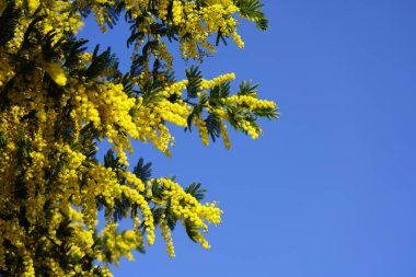 Memoza yellow branch on blue sky background