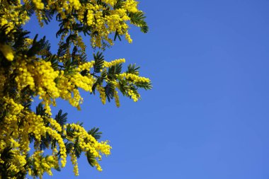 Memoza yellow branch on blue sky background