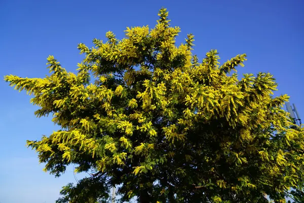 Memoza Tree Blue Sky Background — Foto de Stock