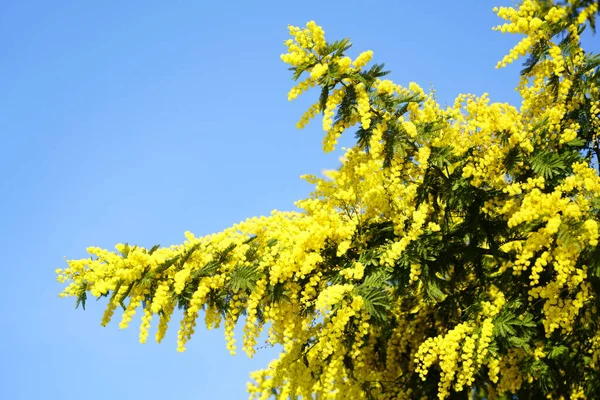 Memoirenbaum Auf Blauem Himmel Hintergrund — Stockfoto