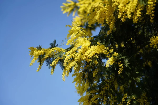 Memoiren Gelber Zweig Auf Blauem Himmel Hintergrund — Stockfoto