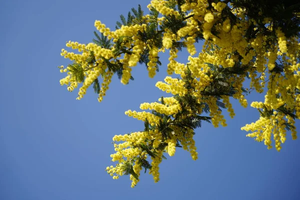 Memoiren Gelber Zweig Auf Blauem Himmel Hintergrund — Stockfoto