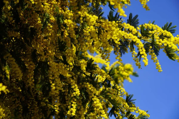 Memoiren Gelber Zweig Auf Blauem Himmel Hintergrund — Stockfoto