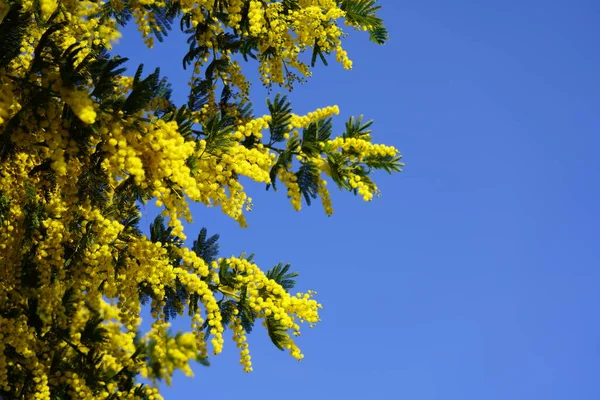 Memoiren Gelber Zweig Auf Blauem Himmel Hintergrund — Stockfoto