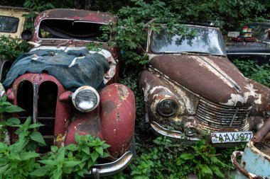 Ağaçların arasında paslı, antika arabalar.