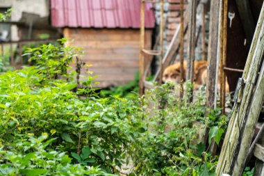 Çimenlik ve çalılıklarda taraça