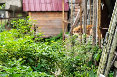 Çimenlik ve çalılıklarda taraça
