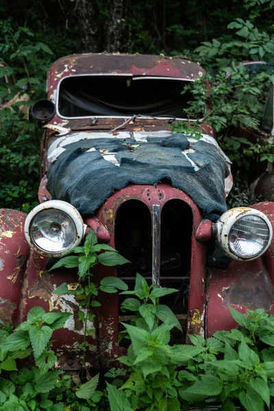 Vintage Rusty Cars Thickets Trees — Stock Photo, Image