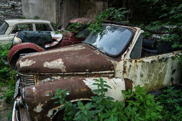 Vintage Rusty Cars Thickets Trees — Stock Photo, Image