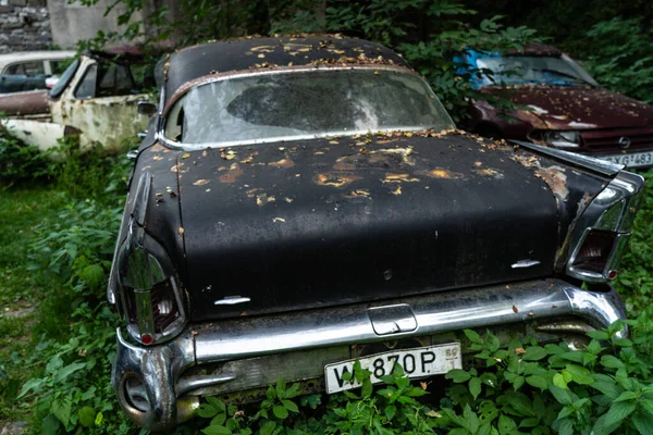 Vintage Rusty Cars Thickets Trees — Stock Photo, Image