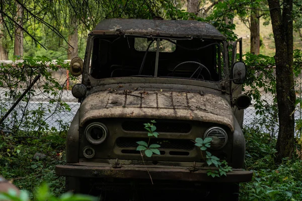 Ağaçların arasında paslı, antika arabalar.