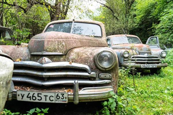 Vintage Rusty Cars Thickets Trees — Zdjęcie stockowe