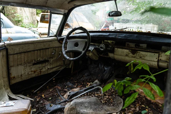 Vintage Rusty Cars Thickets Trees — Zdjęcie stockowe