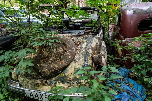 Vintage Rusty Cars Thickets Trees — Stock Photo, Image
