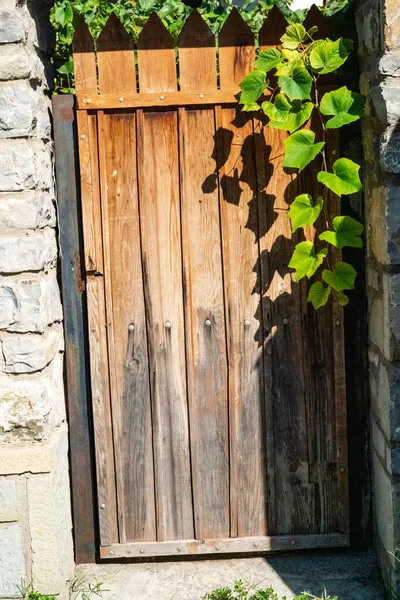 Wooden Door Green Vine — Stock Photo, Image