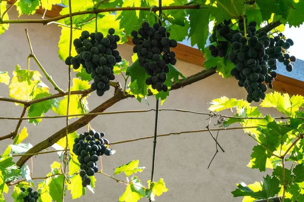 Purple Grapes Hanging Background Vine — Stock Fotó