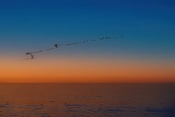 Una Bandada Aves Cielo Atardecer —  Fotos de Stock