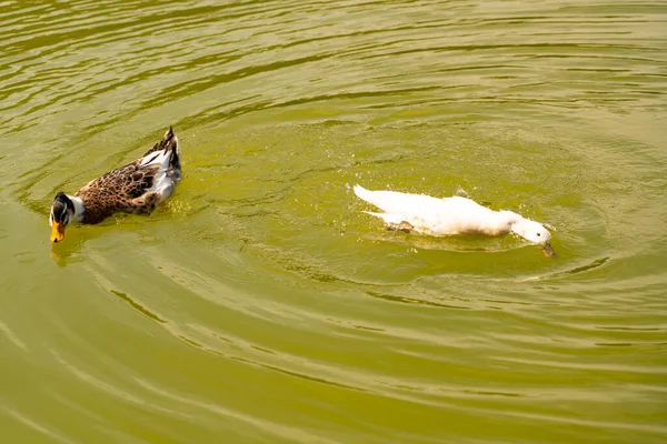 Duck swims from a pond with green water