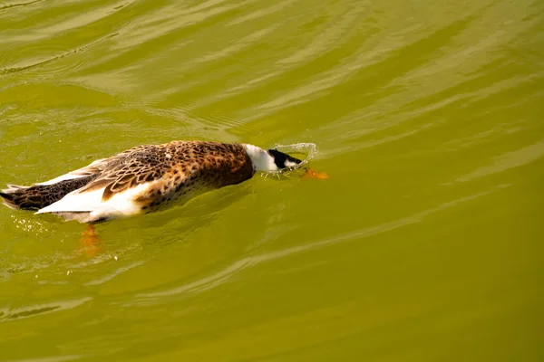 Duck swims from a pond with green water