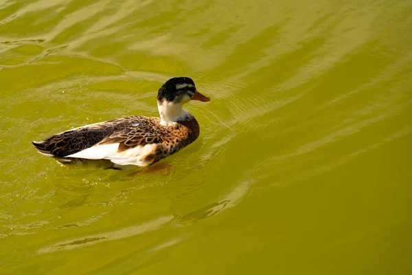 Pato Nada Desde Estanque Con Agua Verde — Foto de Stock