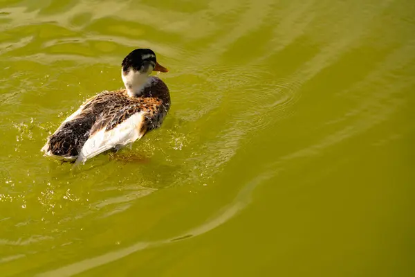 Kachna Plave Rybníka Zelenou Vodou — Stock fotografie