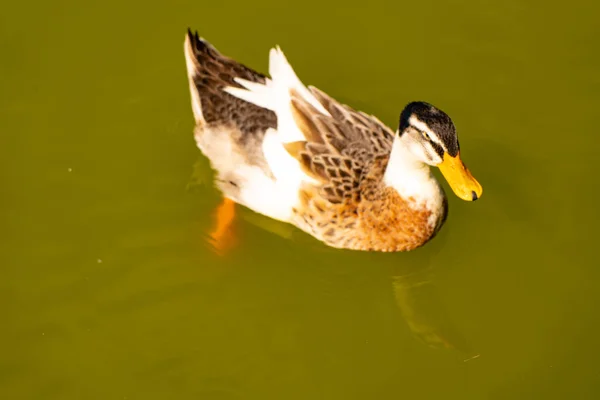 Pato Nada Desde Estanque Con Agua Verde —  Fotos de Stock