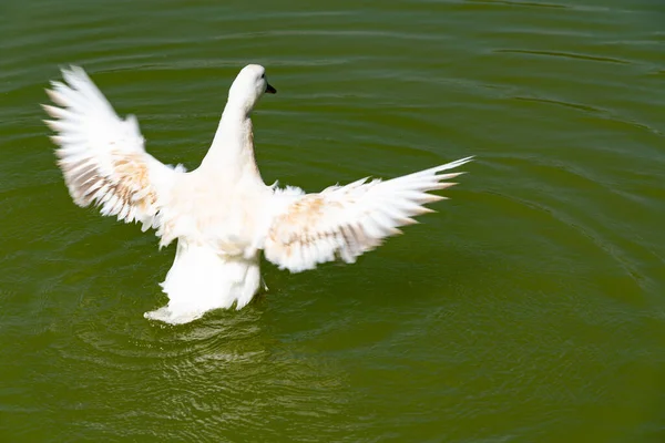 Gray Ducks Swim Green Pond — Stock Photo, Image