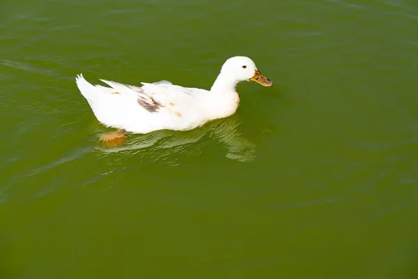 Grijze Eenden Zwemmen Een Groene Vijver — Stockfoto