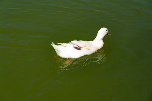 Серые Утки Плавают Зеленом Пруду — стоковое фото