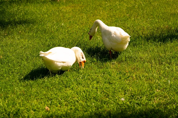 Weiße Gänse Spazieren Auf Einer Grünen Wiese — Stockfoto