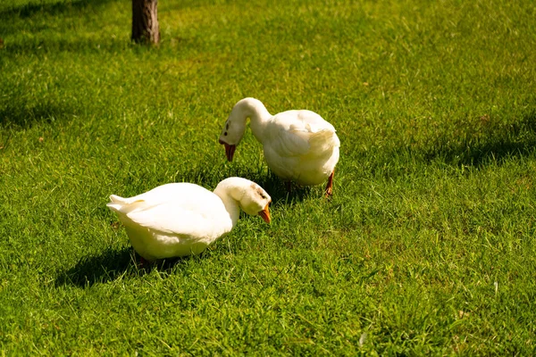 Gansos Brancos Caminham Prado Verde — Fotografia de Stock