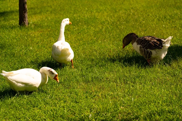 Gansos Cinzentos Caminham Prado Verde — Fotografia de Stock