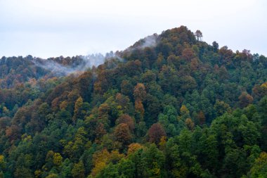 İnsansız hava aracından sonbahar orman manzarası