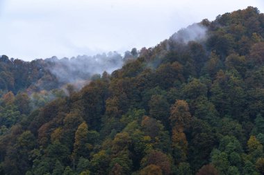 İnsansız hava aracından sonbahar orman manzarası