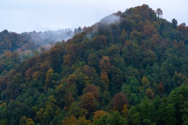 İnsansız hava aracından sonbahar orman manzarası