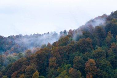 İnsansız hava aracından sonbahar orman manzarası