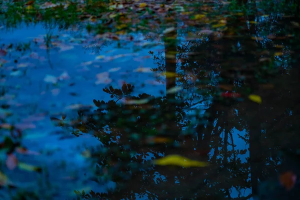 Trees Park Reflected Puddles — Stock Photo, Image